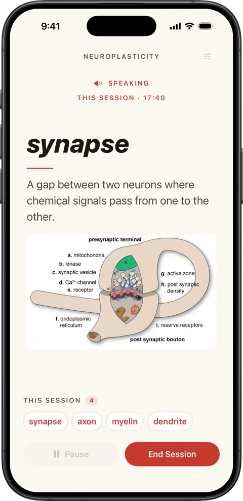 Faria defining synapse in a neuroscience book, with a labelled diagram